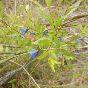 Billardiera heterophylla at Bruce, ACT - 5 Dec 2017