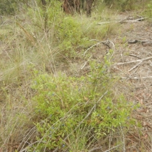 Billardiera heterophylla at Bruce, ACT - 5 Dec 2017