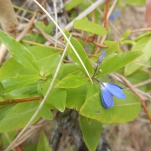 Billardiera heterophylla at Bruce, ACT - 5 Dec 2017