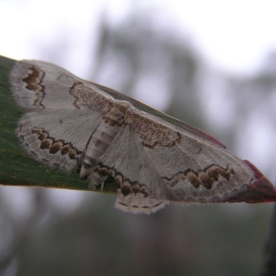 Dithalama cosmospila (Grey Spotted Wave) at Mount Taylor - 3 Dec 2017 by MatthewFrawley