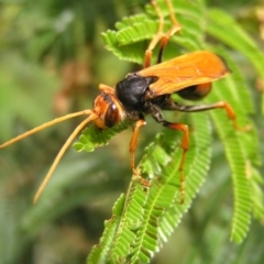 Cryptocheilus bicolor (Orange Spider Wasp) at Kambah, ACT - 3 Dec 2017 by MatthewFrawley