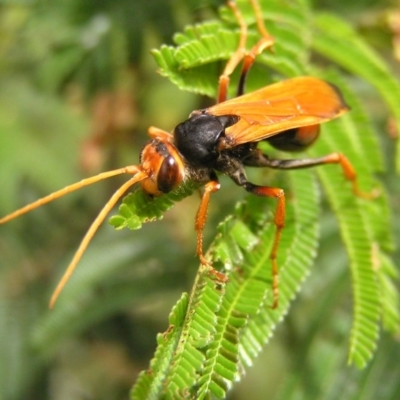 Cryptocheilus bicolor (Orange Spider Wasp) at Kambah, ACT - 3 Dec 2017 by MatthewFrawley