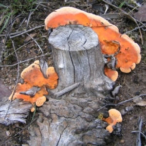 Trametes coccinea at Chifley, ACT - 3 Dec 2017 12:27 PM