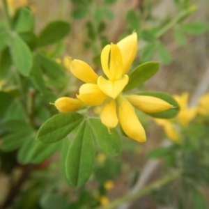 Genista monspessulana at Bruce, ACT - 5 Dec 2017 02:23 PM