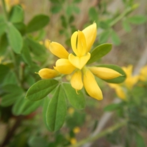 Genista monspessulana at Bruce, ACT - 5 Dec 2017