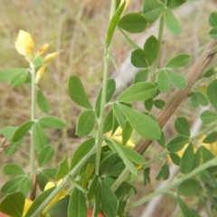 Genista monspessulana at Bruce, ACT - 5 Dec 2017 02:23 PM