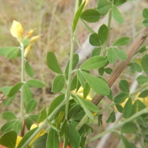 Genista monspessulana at Bruce, ACT - 5 Dec 2017 02:23 PM