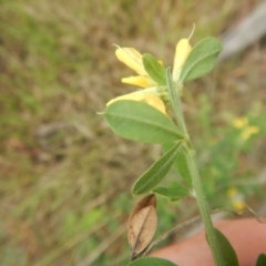 Genista monspessulana at Bruce, ACT - 5 Dec 2017 02:23 PM
