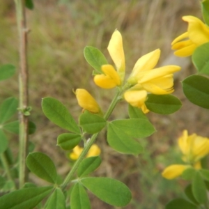 Genista monspessulana at Bruce, ACT - 5 Dec 2017 02:23 PM