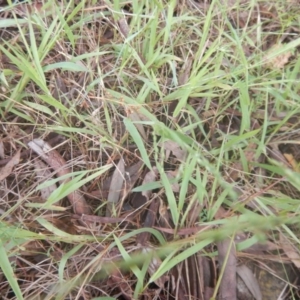 Ehrharta erecta at Bruce, ACT - 5 Dec 2017 02:29 PM