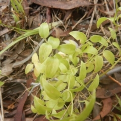 Asparagus asparagoides at Aranda, ACT - 5 Dec 2017