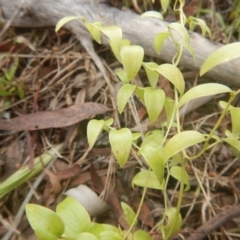 Asparagus asparagoides at Aranda, ACT - 5 Dec 2017