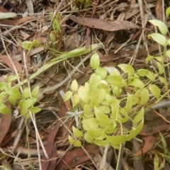 Asparagus asparagoides at Aranda, ACT - 5 Dec 2017 02:50 PM