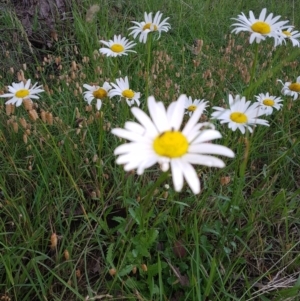 Leucanthemum vulgare at Kaleen, ACT - 5 Dec 2017