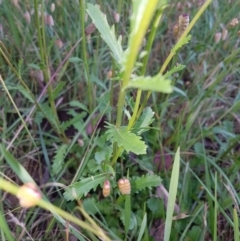 Leucanthemum vulgare at Kaleen, ACT - 5 Dec 2017