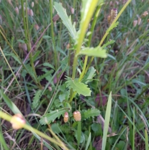 Leucanthemum vulgare at Kaleen, ACT - 5 Dec 2017