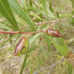 Hakea eriantha (Tree Hakea) at Bruce, ACT - 5 Dec 2017 by MichaelMulvaney