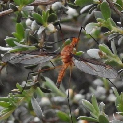 Leptotarsus (Macromastix) costalis (Common Brown Crane Fly) at Paddys River, ACT - 5 Dec 2017 by JohnBundock