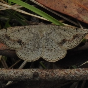 Taxeotis intextata at Paddys River, ACT - 5 Dec 2017