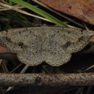 Taxeotis intextata (Looper Moth, Grey Taxeotis) at Paddys River, ACT - 5 Dec 2017 by JohnBundock