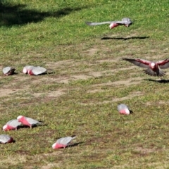 Eolophus roseicapilla (Galah) at Fyshwick, ACT - 11 Jun 2017 by RodDeb