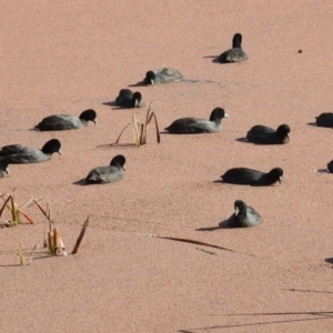 Fulica atra at Fyshwick, ACT - 13 Jul 2017 12:11 PM