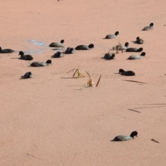 Fulica atra at Fyshwick, ACT - 13 Jul 2017