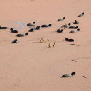 Fulica atra at Fyshwick, ACT - 13 Jul 2017 12:11 PM