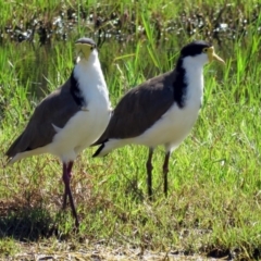 Vanellus miles (Masked Lapwing) at Jerrabomberra Wetlands - 14 Jan 2017 by RodDeb