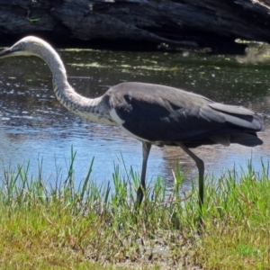 Ardea pacifica at Fyshwick, ACT - 14 Jan 2017 12:48 PM