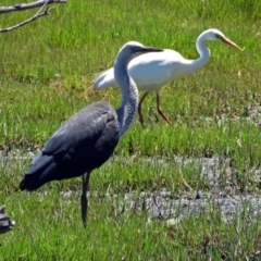Ardea pacifica at Fyshwick, ACT - 14 Jan 2017 12:48 PM