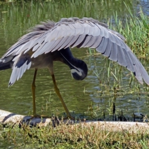 Egretta novaehollandiae at Fyshwick, ACT - 30 Jan 2017 10:49 AM