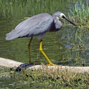 Egretta novaehollandiae at Fyshwick, ACT - 30 Jan 2017