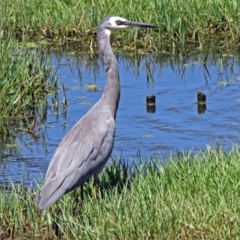 Egretta novaehollandiae at Fyshwick, ACT - 30 Jan 2017 10:49 AM