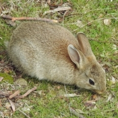 Oryctolagus cuniculus (European Rabbit) at Majura, ACT - 5 Sep 2017 by RodDeb