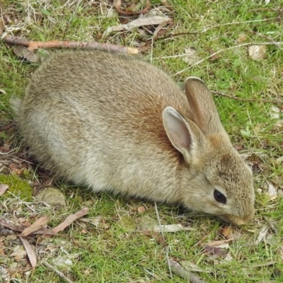 Oryctolagus cuniculus (European Rabbit) at Mount Ainslie - 5 Sep 2017 by RodDeb