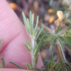 Pultenaea laxiflora at Bruce, ACT - 5 Dec 2017