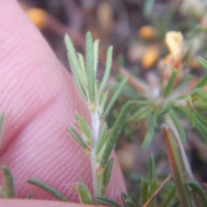 Pultenaea laxiflora at Bruce, ACT - 5 Dec 2017