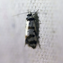 Philobota impletella Group (A concealer moth) at O'Connor, ACT - 23 Nov 2017 by ibaird