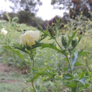 Argemone ochroleuca subsp. ochroleuca at Tennent, ACT - 4 Dec 2017