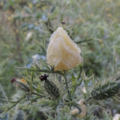 Argemone ochroleuca subsp. ochroleuca (Mexican Poppy, Prickly Poppy) at Point Hut to Tharwa - 4 Dec 2017 by MichaelBedingfield