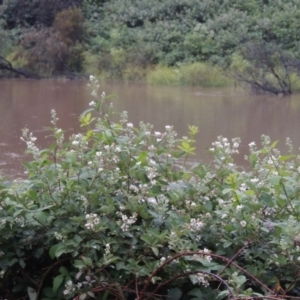 Rubus anglocandicans at Tennent, ACT - 4 Dec 2017