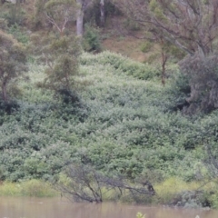 Rubus anglocandicans at Tennent, ACT - 4 Dec 2017