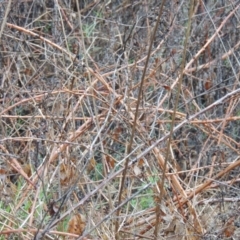 Rubus anglocandicans at Tennent, ACT - 4 Dec 2017