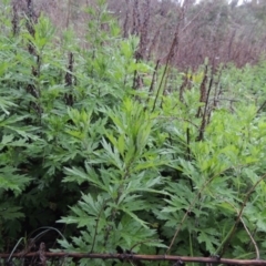 Artemisia verlotiorum (Chinese Mugwort) at Tennent, ACT - 4 Dec 2017 by michaelb