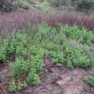 Artemisia verlotiorum at Tennent, ACT - 4 Dec 2017