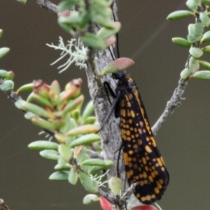 Stenopsychodes sp. (genus) at Paddys River, ACT - 3 Dec 2017