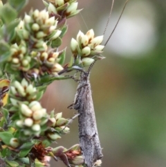 Trichoptera (order) (Unidentified Caddisfly) at Paddys River, ACT - 3 Dec 2017 by HarveyPerkins