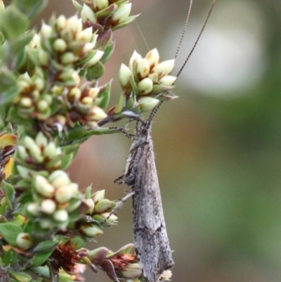 Trichoptera (order) (Unidentified Caddisfly) at Paddys River, ACT - 3 Dec 2017 by HarveyPerkins