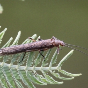 Plecoptera sp. (order) at Tharwa, ACT - 3 Dec 2017